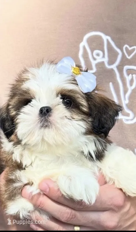 Chloe, a female Shih Tzu for sale in San Antonio, TX – 1 of 4