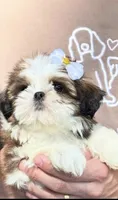 Chloe, a female Shih Tzu for sale in San Antonio, TX – 1 of 4