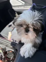 Chloe, a female Shih Tzu for sale in San Antonio, TX – 3 of 4