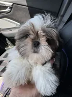 Chloe, a female Shih Tzu for sale in San Antonio, TX – 2 of 4