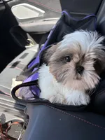 Chloe, a female Shih Tzu for sale in San Antonio, TX – 4 of 4
