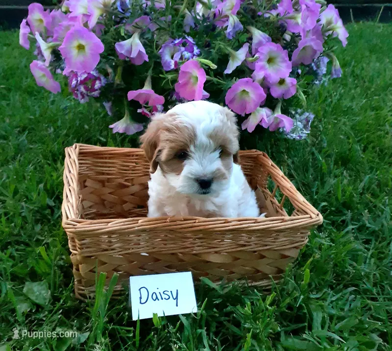 Daisy  – Cavapoo puppy for sale in Greenwood, WI