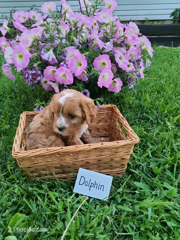 Dolphin  – Cavapoo puppy for sale in Greenwood, WI