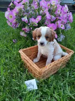 Daffy , a female Cavapoo for sale in Greenwood, WI – 2 of 2
