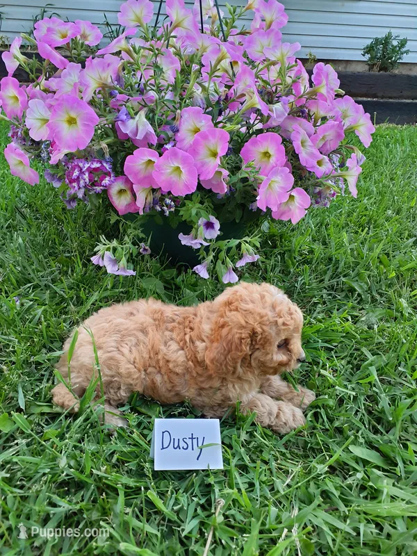 Dusty – Cavapoo puppy for sale in Greenwood, WI