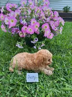 Dusty, a male Cavapoo for sale in Greenwood, WI – 1 of 2