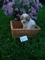 Daisy , a female Cavapoo for sale in Greenwood, WI – 2 of 2