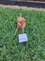 Darling, a female Cavapoo for sale in Greenwood, WI – 1 of 3