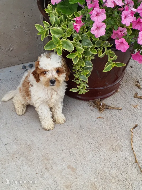 Domino  – Cavapoo puppy for sale in Greenwood, WI