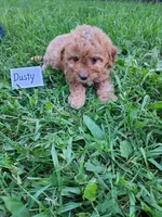 Dusty, a male Cavapoo for sale in Greenwood, WI – 2 of 2