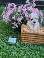 Domino , a male Cavapoo for sale in Greenwood, WI – 2 of 2