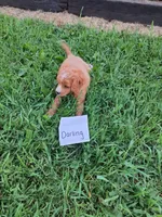 Darling, a female Cavapoo for sale in Greenwood, WI – 2 of 3