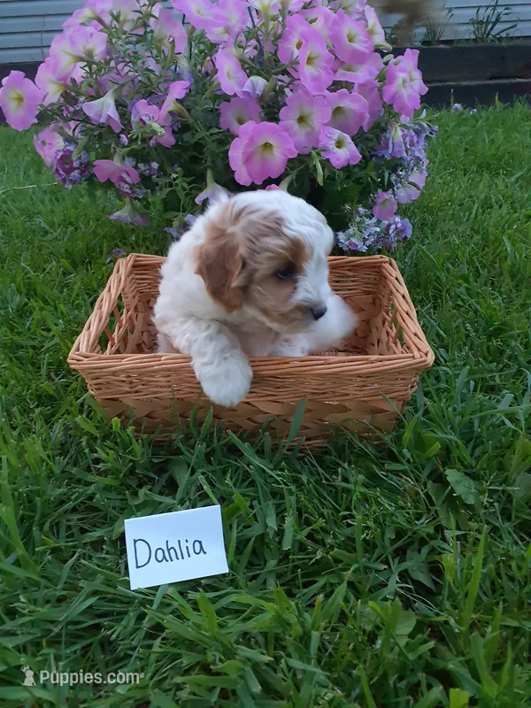Dahlia  – Cavapoo puppy for sale in Greenwood, WI