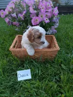 Dahlia , a female Cavapoo for sale in Greenwood, WI – 1 of 2