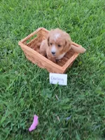 Darling, a female Cavapoo for sale in Greenwood, WI – 3 of 3
