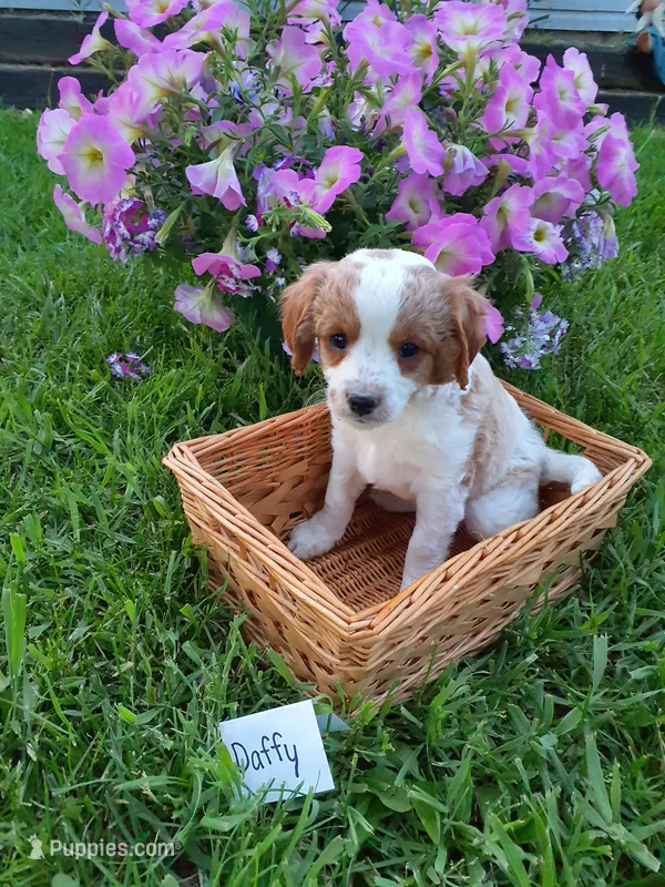 Daffy  – Cavapoo puppy for sale in Greenwood, WI