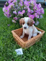 Daffy , a female Cavapoo for sale in Greenwood, WI – 1 of 2