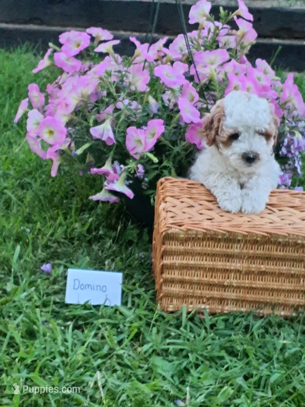 Domino  – Cavapoo puppy for sale in Greenwood, WI