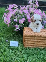 Domino , a male Cavapoo for sale in Greenwood, WI – 1 of 2