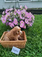 Dolphin , a male Cavapoo for sale in Greenwood, WI – 2 of 2