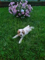 Dahlia , a female Cavapoo for sale in Greenwood, WI – 2 of 2