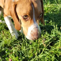 Blue, a male Beagle for sale in East Jordan, MI – Photo 4 of 5
