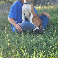 Blue, a male Beagle for sale in East Jordan, MI – Photo 1 of 5