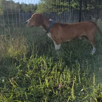 Blue, a male Beagle for sale in East Jordan, MI – Photo 2 of 5