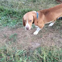 Blue, a male Beagle for sale in East Jordan, MI – Photo 3 of 5