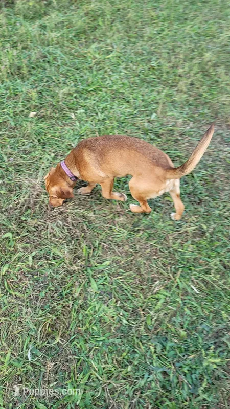 Lavender, a female Beagle for sale in East Jordan, MI – Photo 1 of 4