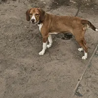 Sky, a female Beagle for sale in East Jordan, MI – Photo 1 of 3