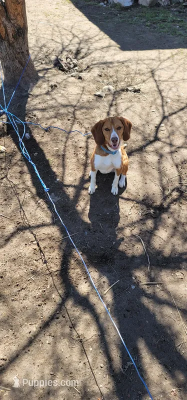 Sky – Beagle puppy for sale in East Jordan, MI