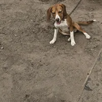 Sky, a female Beagle for sale in East Jordan, MI – Photo 3 of 3