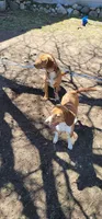 Sky, a female Beagle for sale in East Jordan, MI – 3 of 5