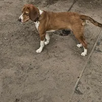 Sky, a female Beagle for sale in East Jordan, MI – Photo 2 of 3