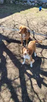 Sky, a female Beagle for sale in East Jordan, MI – 2 of 5