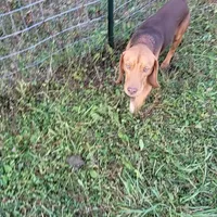 Red, a male Beagle for sale in East Jordan, MI – Photo 1 of 3
