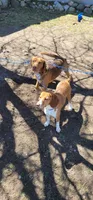 Red, a male Beagle for sale in East Jordan, MI – 2 of 5