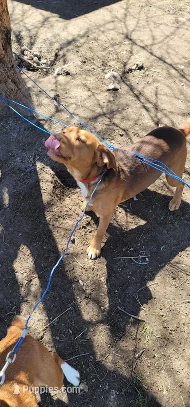 Red – Beagle puppy on hold in East Jordan, MI