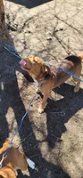 Red, a male Beagle for sale in East Jordan, MI – 1 of 5