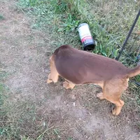 Red, a male Beagle for sale in East Jordan, MI – Photo 2 of 3