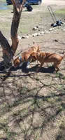 Sunny, a female Beagle for sale in East Jordan, MI – 2 of 4