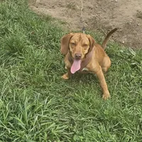Sunny, a female Beagle for sale in East Jordan, MI – Photo 2 of 2