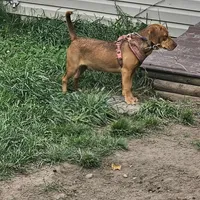 Sunny, a female Beagle for sale in East Jordan, MI – Photo 1 of 2