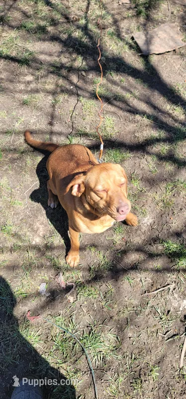Sunny – Beagle puppy for sale in East Jordan, MI