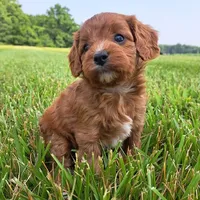 processed/ba8970e8-71b1-45b6-9684-99ef38c36a2a/facility/1e2631de-4f12-4348-8202-1afaab5f447d