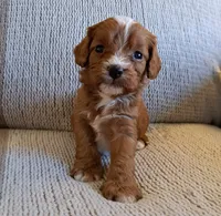 processed/ba8970e8-71b1-45b6-9684-99ef38c36a2a/facility/4e9af876-f264-4cd4-b054-c4dc3f011097