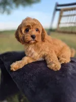 Alex, a male Cavapoo for sale in Franklin, KY – 4 of 10
