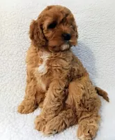 Olive, a female Cavapoo for sale in Franklin, KY – Photo 1 of 7