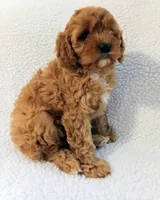 Olive, a female Cavapoo for sale in Franklin, KY – Photo 7 of 7